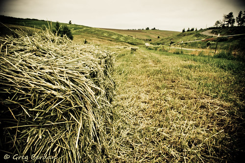 green grass yellow cloudy cut overcast dried hay vignette baled odc2