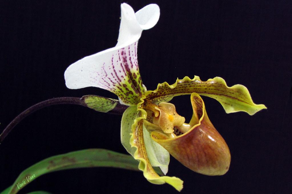 Orquídea sapatinho - Paphiopedilum insigne - Quinta Flower… | Flickr