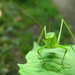 green visitor