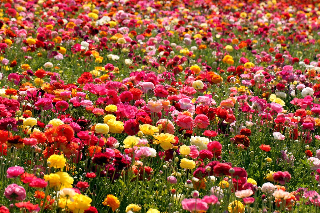 Ranunculus Field | Carlsbad, CA | kristin_conrad | Flickr