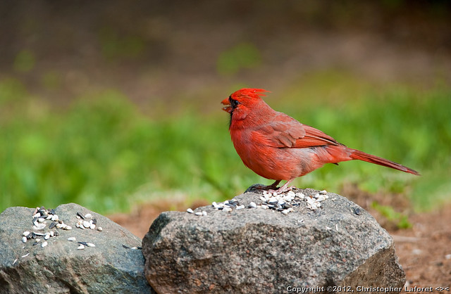 Male Cardinal #7