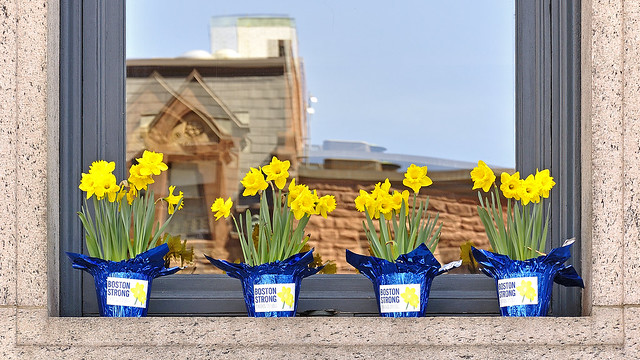 Marathon Daffodils