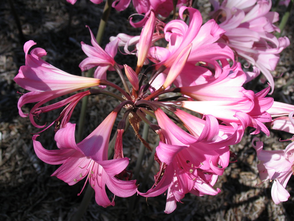 Jersey Lily Plant / Amaryllis belladonna : Outside of 