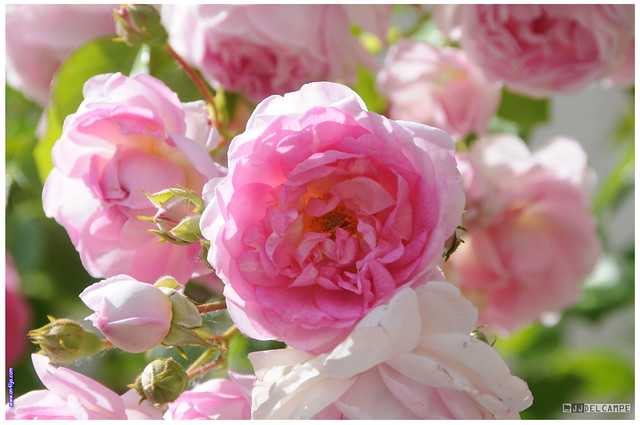 Les Roses de mon Jardin pour mes amies et amis FlickR