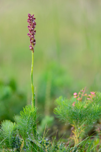 wien flowers austria österreich orchids pflanzen blumen location orchideen anacamptis lobau npdonauauen