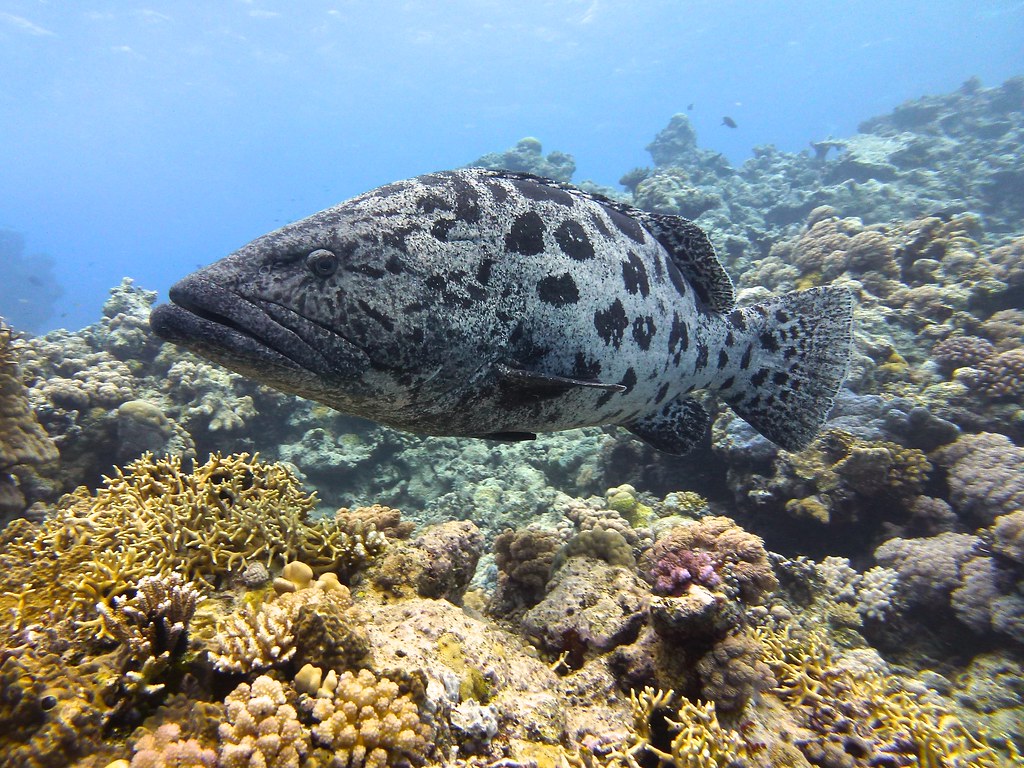Potato Cod on the Great Barrier Reef