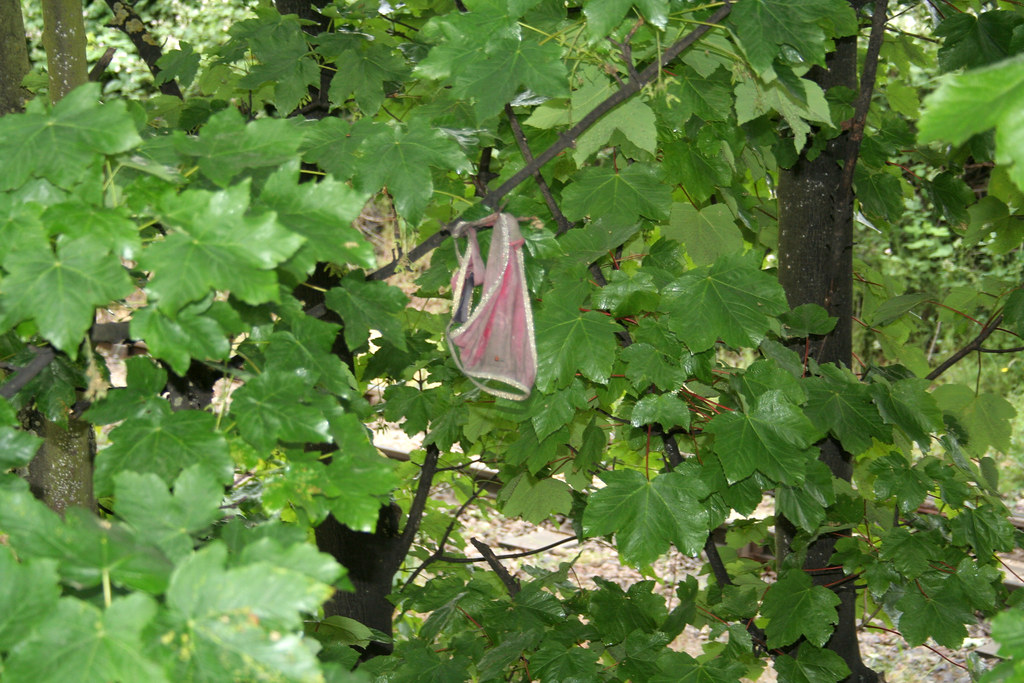 Dirty Knickers in a tree, Not much you can say about dirty …