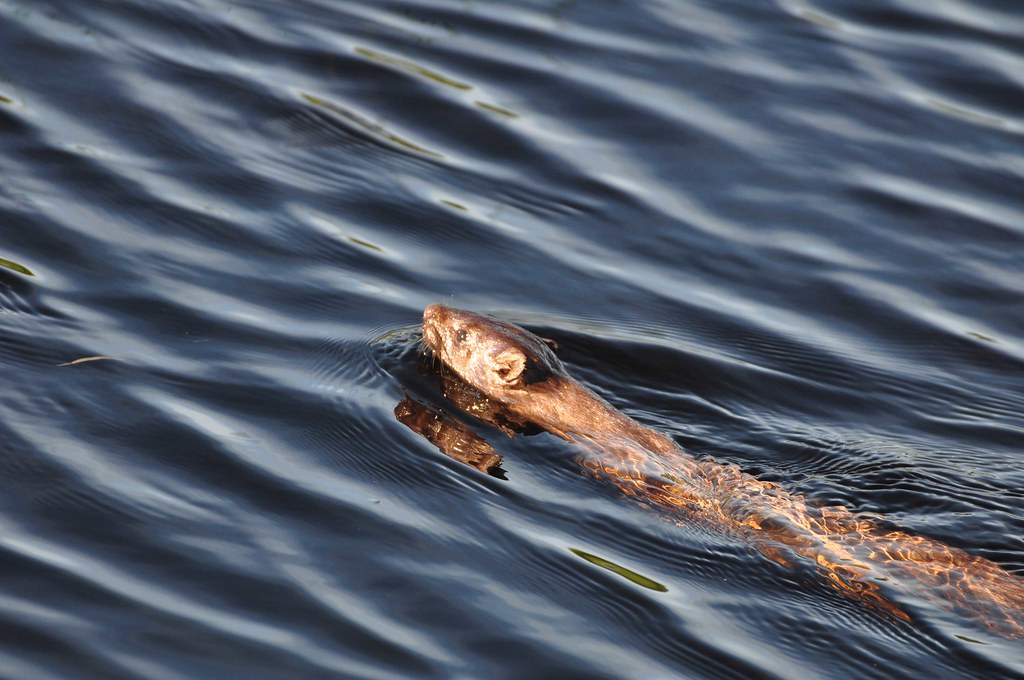 vison | vison nagent dans les eaux calme sur l ile du prince… | Flickr