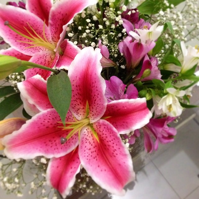 Bom dia 'junho' seu lindo!! Feliz domingo!! #flores da fes… | Flickr