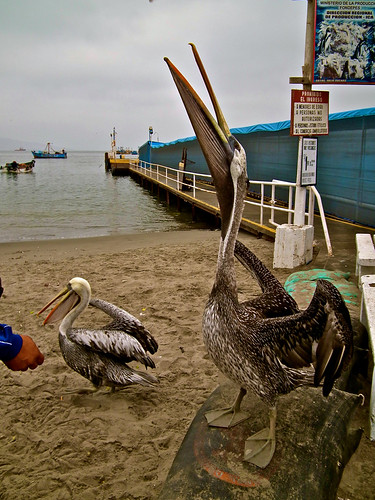 Pelicans, Paracas