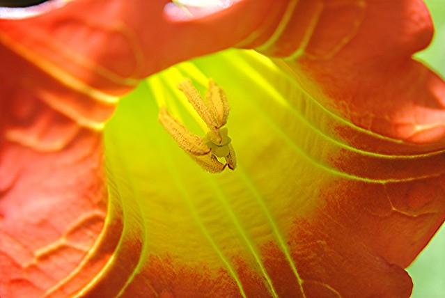 Scarlet Datura's golden throat glows in the morning sun