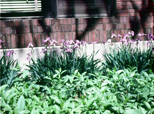 Irises Blooming along Scott St.