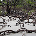 Cape Tribulation, mangrovový prales, foto: Petr Musílek, Go2Australia