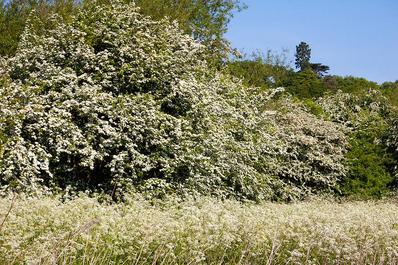 Whites (umbellifer, hawthorn)