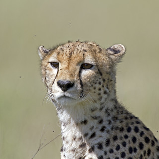 Female Cheetah closeup | by Wild Pixel Safaris