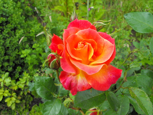 Roses. | by Ambersky235