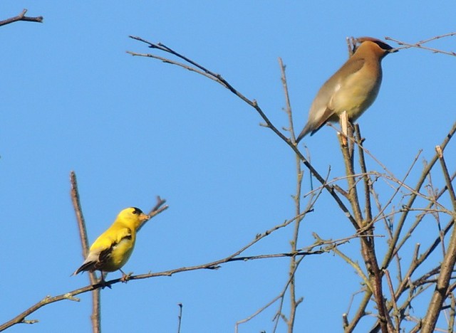 American goldfinch and waxwing