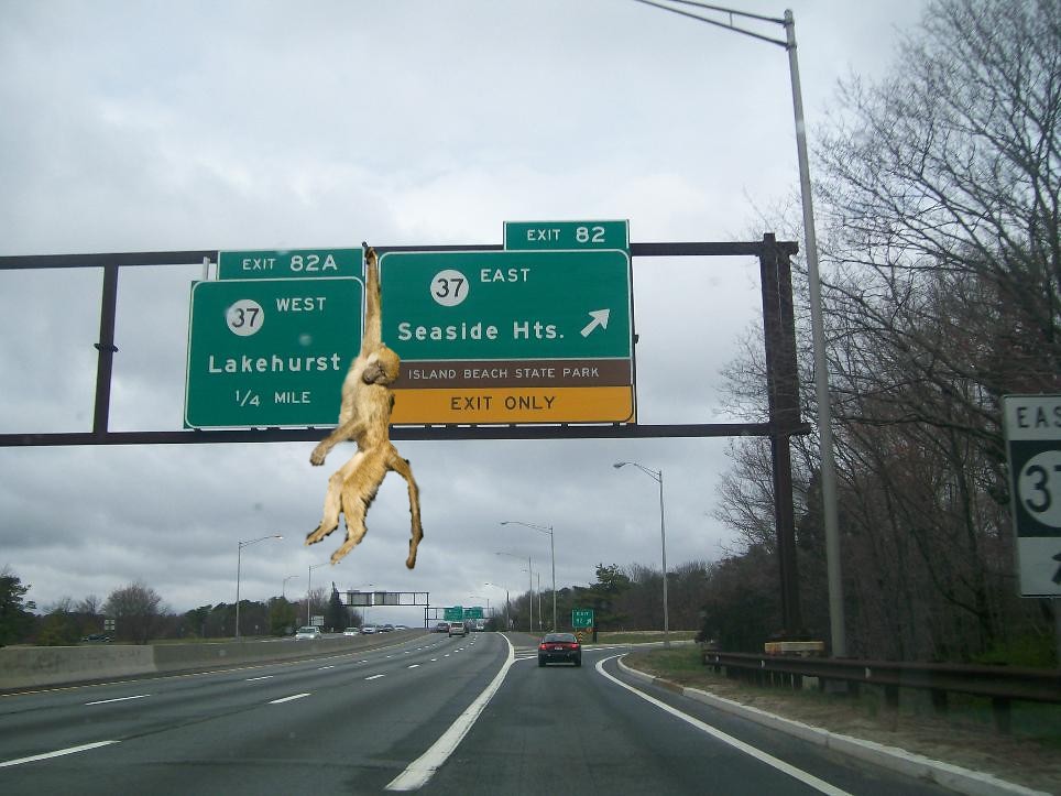 Baboon On Parkway Garden State Parkway Exit 82 Baboon Flickr