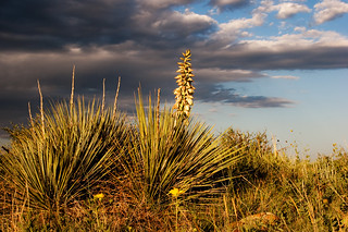 High Desert Yucca Plant