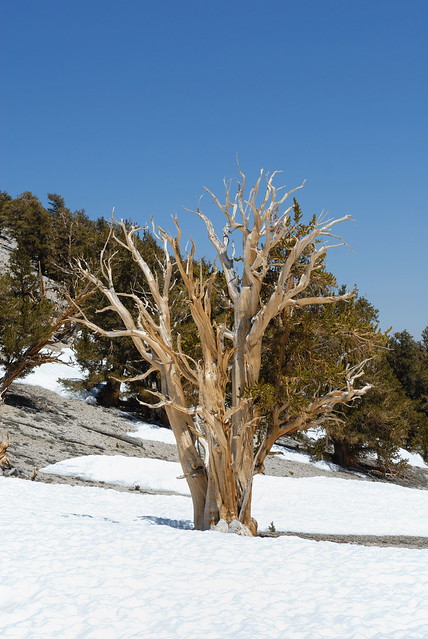 Bristlecone pine - Pinus longaeva