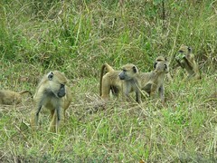 Family of baboons