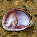 Flickr photo 'Slipper limpet - Crepidula fornicata' by: Chris_Moody.