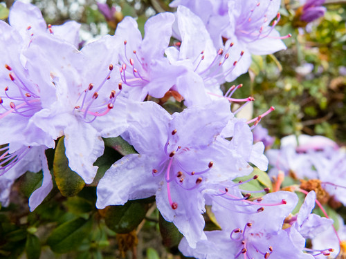 Azalea flowering