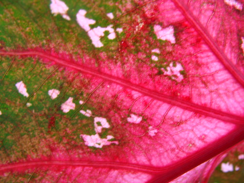 leaf p6 colias ruleofthirds cameraoriginal medt7466