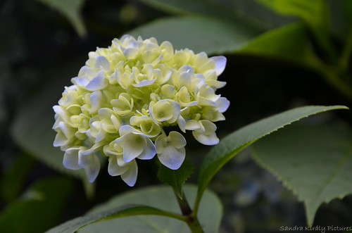 Hydrangea | by Sandra Király Pictures
