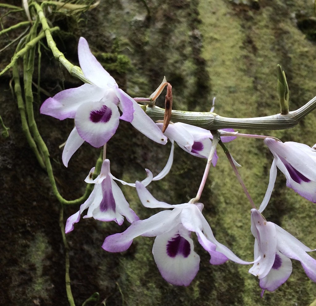 Kết quả hình ảnh cho Dendrobium transparens