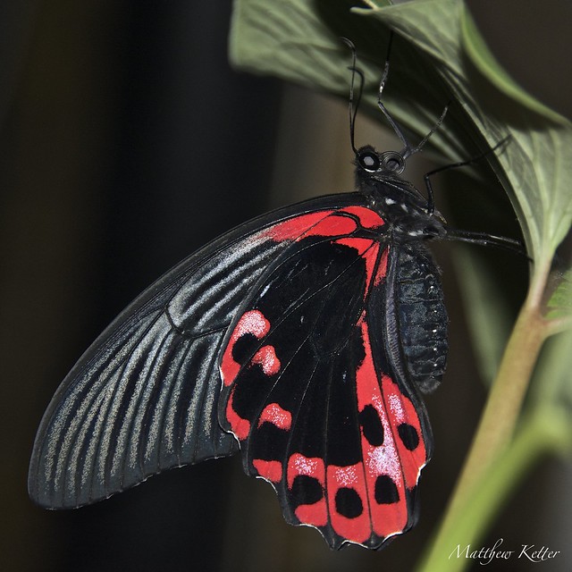 Scarlett Swallowtail (Papilio rumanzovia)