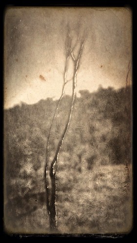 cameraphone art nature monochrome sepia landscape photography branches australia smartphone adelaide southaustralia iphone artphotography phonephotography photoapps mobilephotography michellerobinson digitalartphotography iphone5 iphonephoto iphoneart imageblender woodcamera creative365 iphoneography 4tografie instagram iosapps snapseed pstouch textureblendphotography iosedits mextures mobileartphotography michmutters iosonly iosphotoapps procamera7