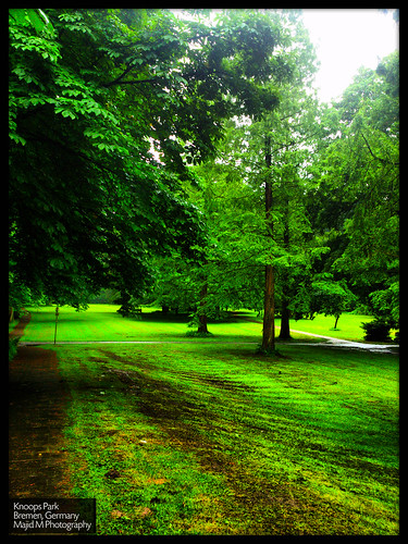 park tree nature forest landscape greenery