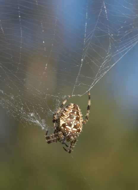 Garden orb-weaver spider