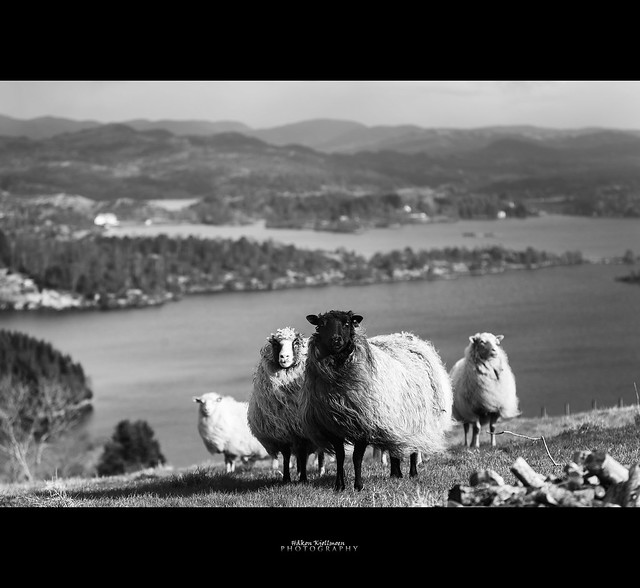 A sheep view with no colors