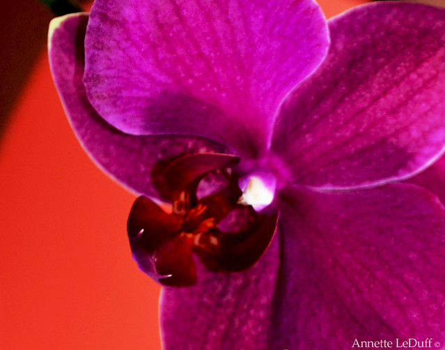 Night Orchid