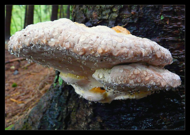 Baumpilz mit Tautropfen - mushroom with dew