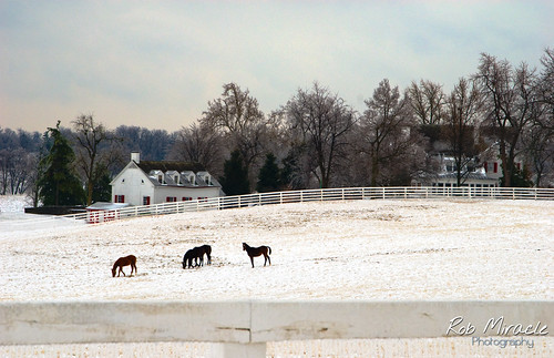 winter horse snow ice weather landscape nikon farm kentucky d200 equine calumet miracleman thorobred robmiracle