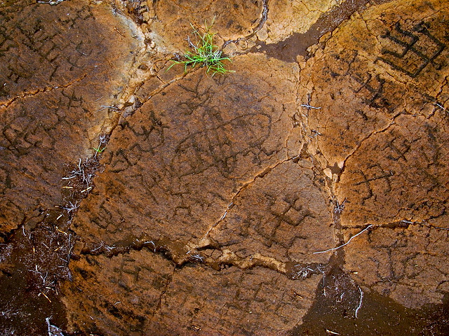 Petroglyphs in Puako, HI