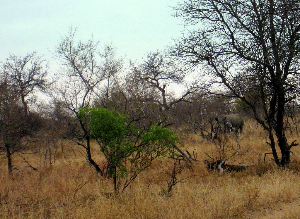 South Africa. Safari, Rhino
