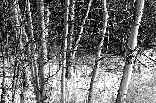 trees bw snow monochrome rural blackwhite upstatenewyork newyorkstate elkcreek rurallandscape schenevus otsegocounty edbrodzinsky