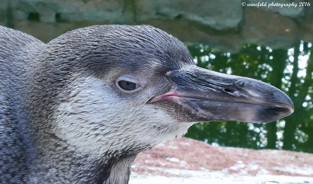 Humboldt-Pinguin  (Spheniscus humboldti) / Humboldt's penguin