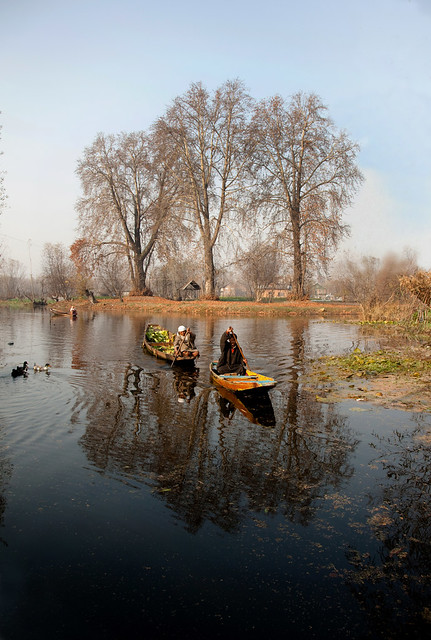 Trees and boats--Dal Lake , Kashmir