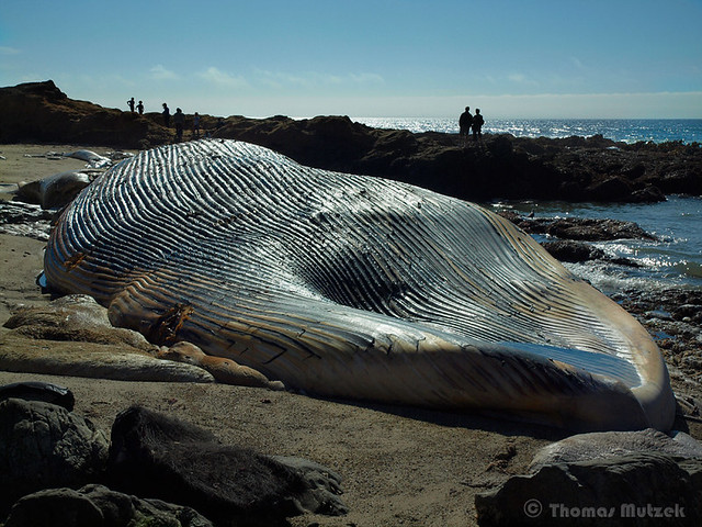 Dead Blue Whale, Bean Hollow, San Mateo, California, September 2010