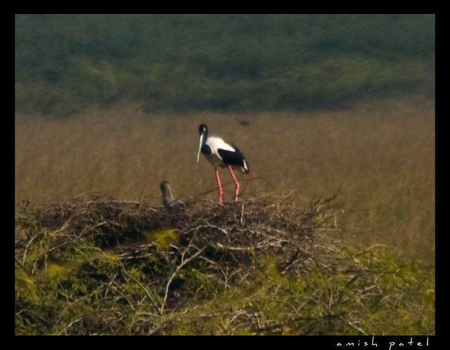 black neck stork wid juvenile on nest