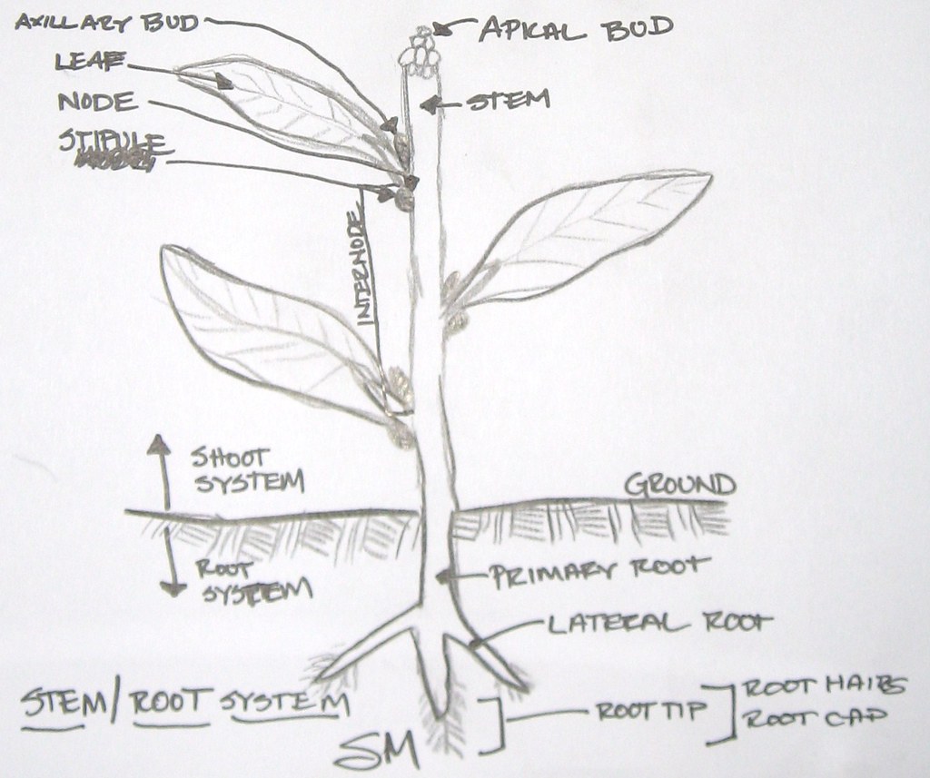 Stem / Root Systems