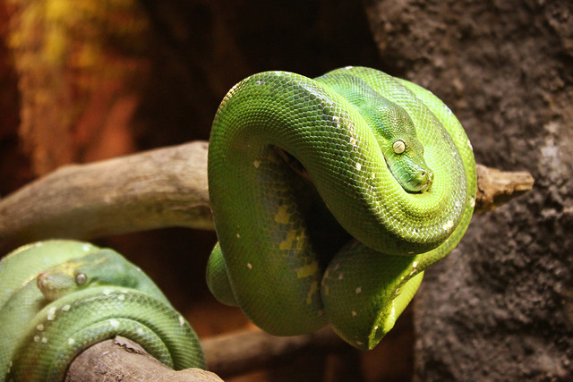 Green 2: Snake Eyes