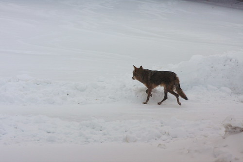 A coyote? a wolf? WHAT is this in my neighborhood???!!!! | Flickr