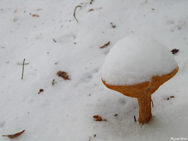 champignon a la neige