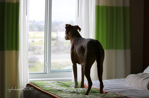 vacation dog pet window animal bed view cjdickson cajodi caroldickson caroljdickson